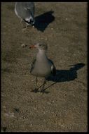 Larus heermanni Cassin 1852 resmi