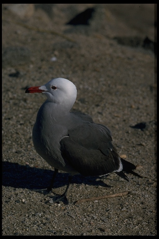 Larus heermanni Cassin 1852 resmi