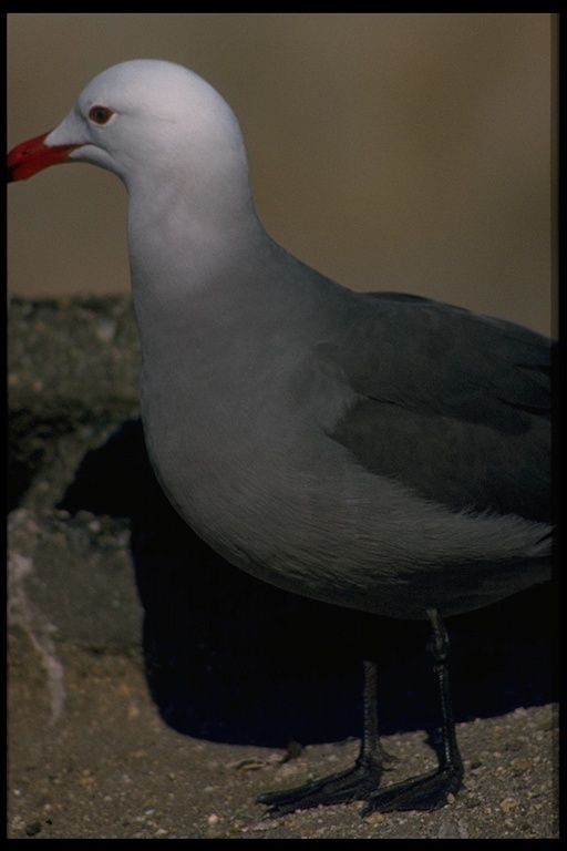 Larus heermanni Cassin 1852 resmi