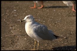 Image of Ring-billed Gull