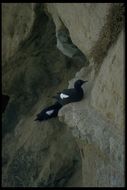 Image of Pigeon Guillemot