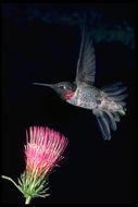 Image of Anna's Hummingbird