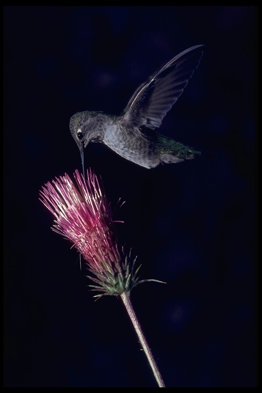 Image of Anna's Hummingbird