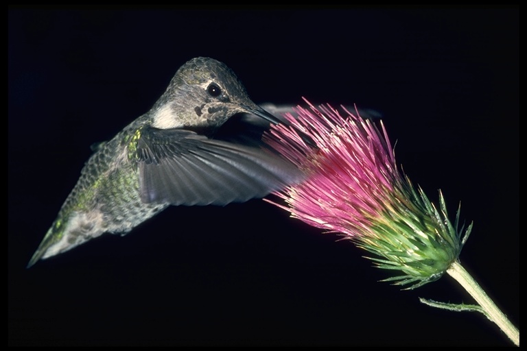 Image of Anna's Hummingbird