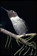 Image of Anna's Hummingbird