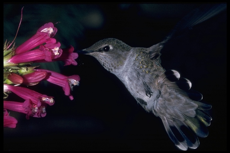 Image of Anna's Hummingbird