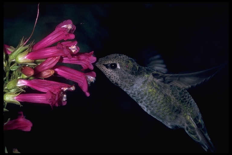 Image of Anna's Hummingbird