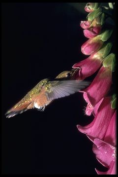 Image de Colibri roux