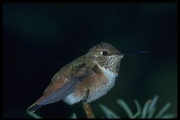 Image of Rufous Hummingbird