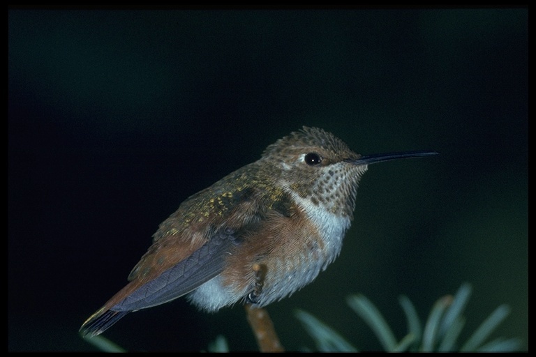 Image de Colibri roux