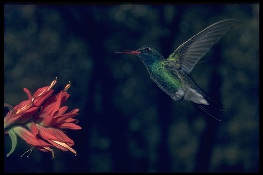 Image of Broad-billed Hummingbird