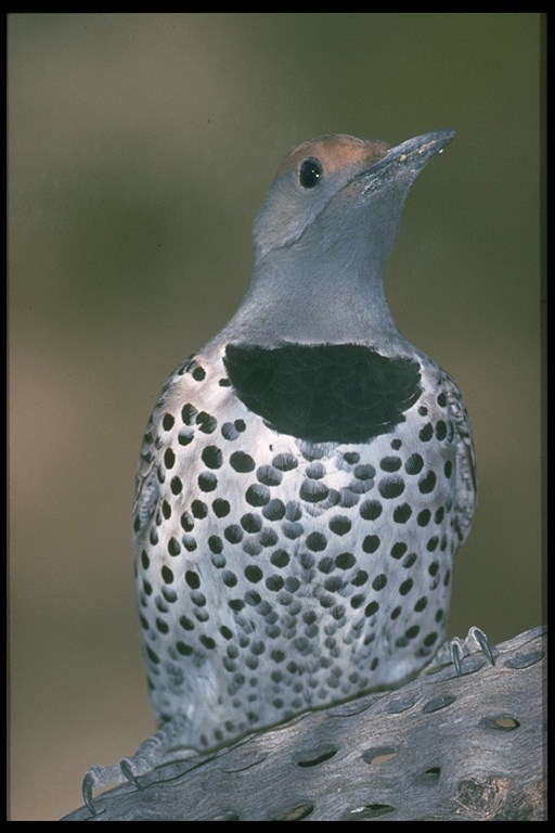 Image of Northern Flicker