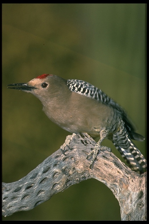 Melanerpes uropygialis (Baird & SF 1854)的圖片