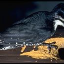 Image of Black-backed Woodpecker