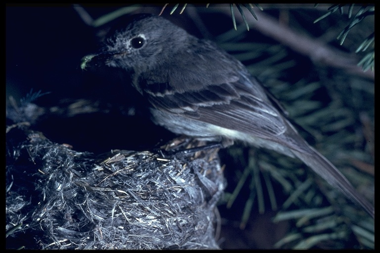 Image of Hammond's Flycatcher