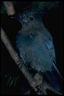 Image of Steller's Jay