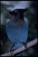 Image of Steller's Jay