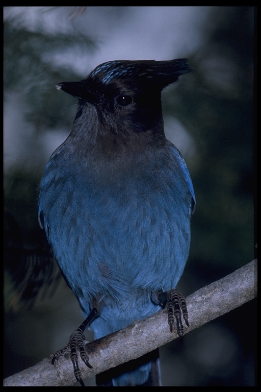 Image of Steller's Jay