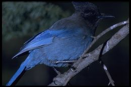 Image of Steller's Jay