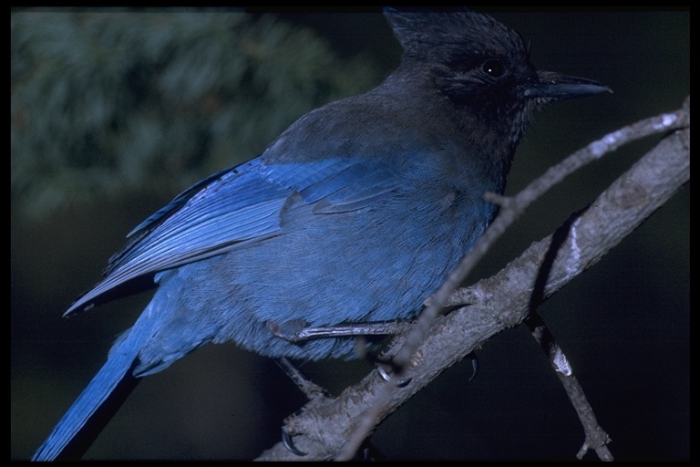 Image of Steller's Jay