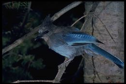 Image of Steller's Jay