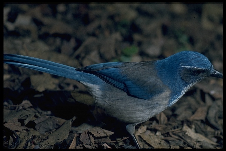 Aphelocoma californica californica (Vigors 1839) resmi