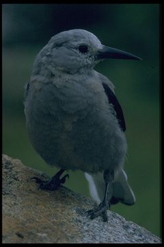 Image of Clark's Nutcracker