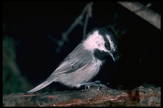 Image of Mountain Chickadee