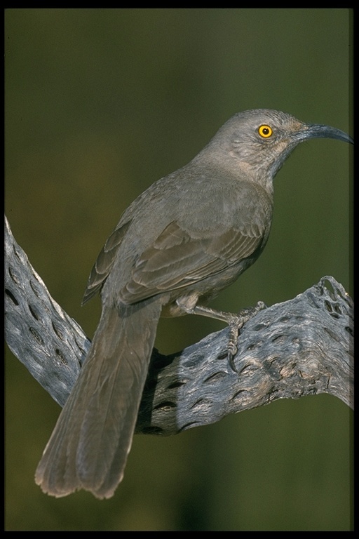 Image of Curve-billed Thrasher