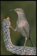 Image of Curve-billed Thrasher