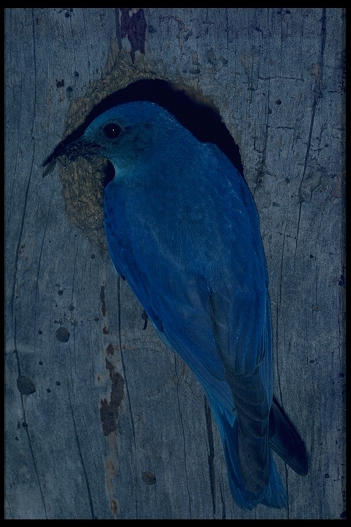 Image of Mountain Bluebird