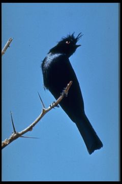 Image of Phainopepla