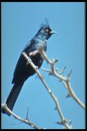 Image of Phainopepla