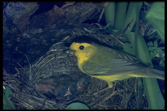 Image of Wilson's Warbler