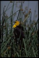 Image of Yellow-headed Blackbird