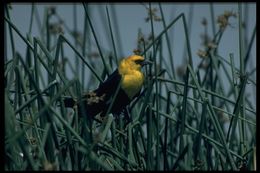 Image of Yellow-headed Blackbird