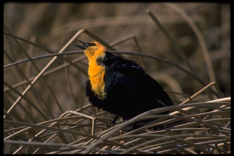 Image of Yellow-headed Blackbird