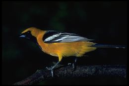 Image of Hooded Oriole