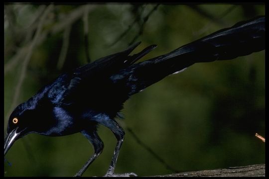 Image of Great-tailed Grackle