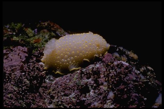 Image of Cadlina luteomarginata MacFarland 1966