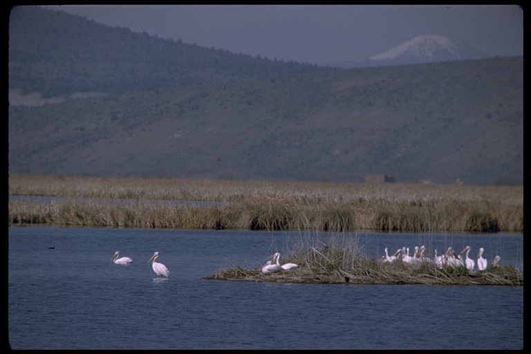 Image of American White Pelican