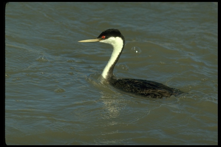 Image of Western Grebe