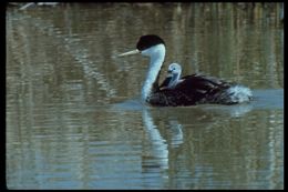 Image of Western Grebe