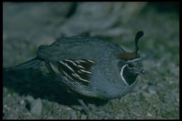 Image of Gambel's Quail