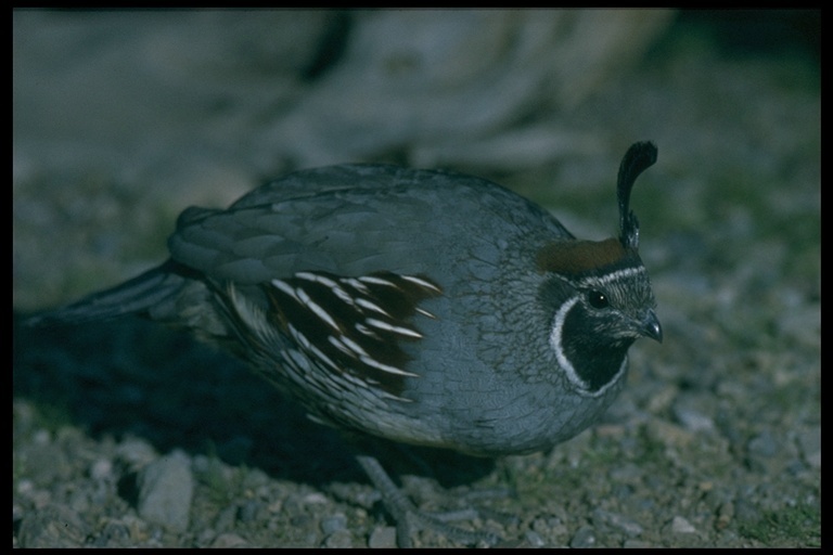 Image of Gambel's Quail