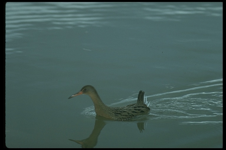 Image of Ridgway's Rail