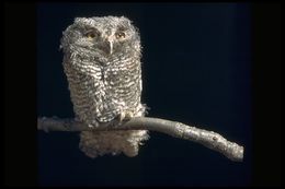 Image of Western Screech Owl