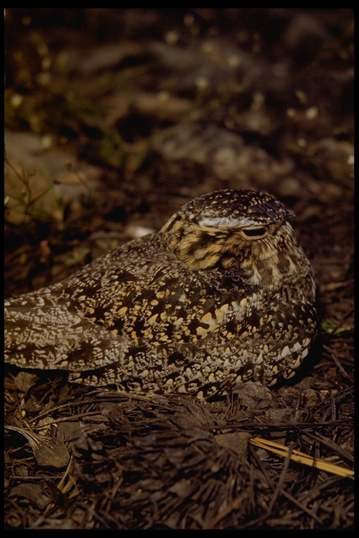 Image of Common Nighthawk