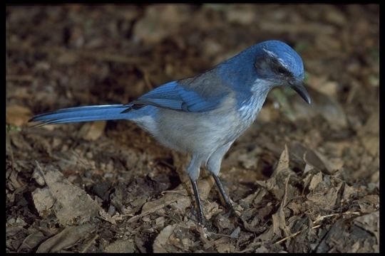 Image of Aphelocoma californica californica (Vigors 1839)