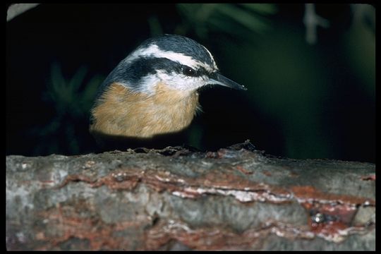 Image of Red-breasted Nuthatch